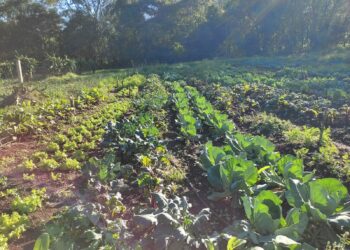 Nova Hartz investe na agricultura familiar para a alimentação escolar