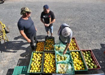 Ceasa atua em novo local provisório a partir desta quarta-feira