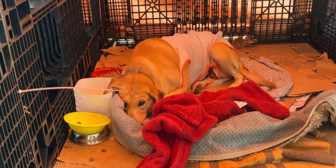 Estado propõe incentivo para adoção de animais resgatados nas enchentes