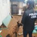 Polícia Civil e Guarda Municipal de Campo Bom prendem homem em flagrante por tráfico de drogas