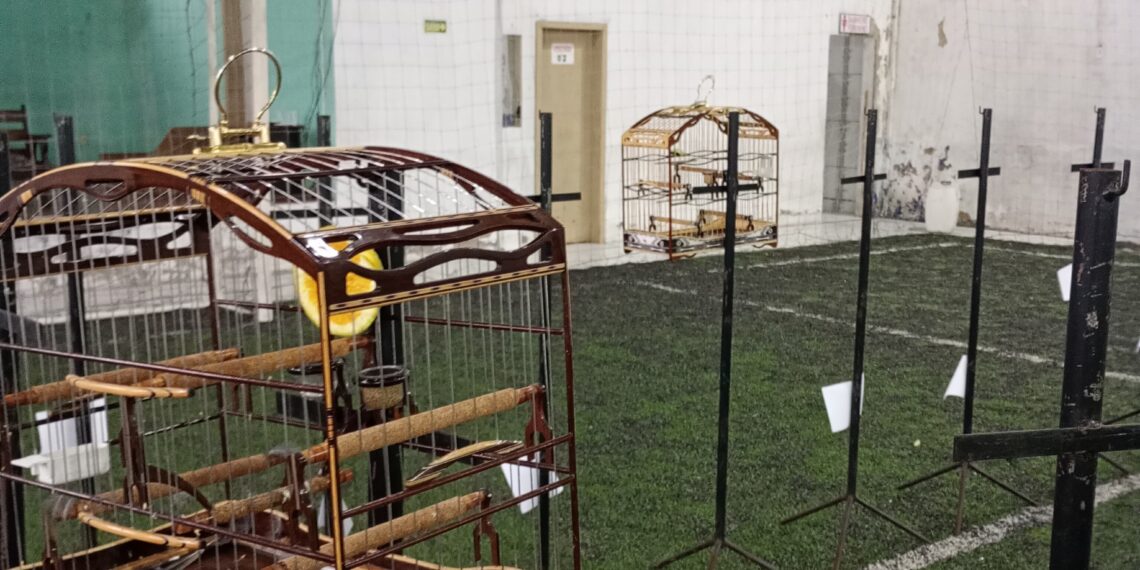 Brigada Militar desarticula Torneio Clandestino de Pássaros