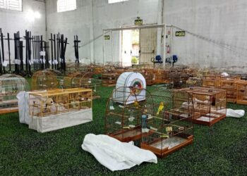 Brigada Militar desarticula Torneio Clandestino de Pássaros