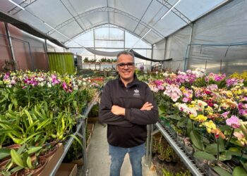 Solar das Orquídeas, de Campo Bom, está presente no ranking de maiores exportadores da flor no Brasil