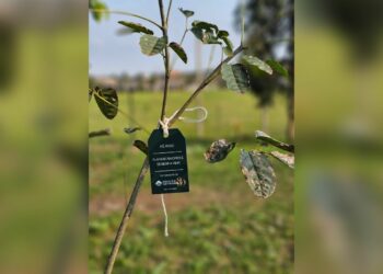 Hospital Sapiranga identifica árvores plantadas em celebração aos seus 80 anos