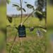 Hospital Sapiranga identifica árvores plantadas em celebração aos seus 80 anos