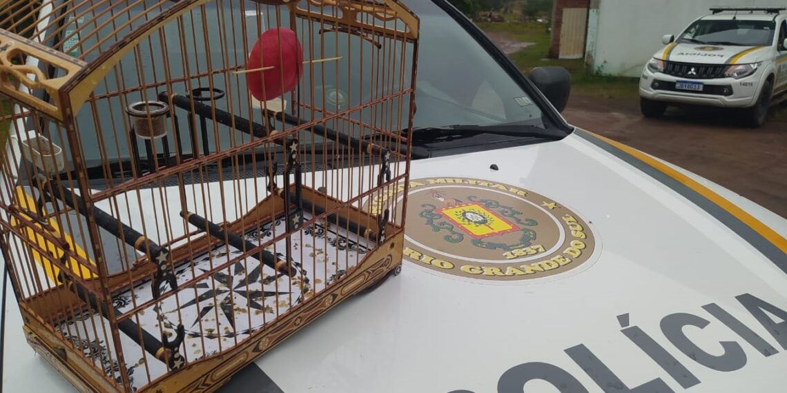 Quase R$ 270 mil de multas e apreensões de pássaros em torneio clandestino