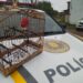 Quase R$ 270 mil de multas e apreensões de pássaros em torneio clandestino