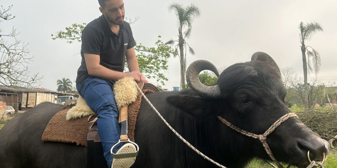 Búfalo Soberano: atração na Expointer, animal é destaque por toda sua docilidade