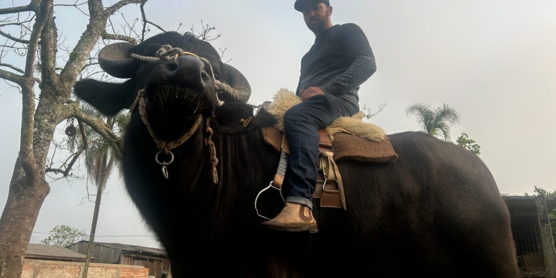 Búfalo Soberano: atração na Expointer, animal é destaque por toda sua docilidade