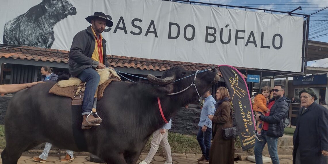 Búfalo Soberano: atração na Expointer, animal é destaque por toda sua docilidade