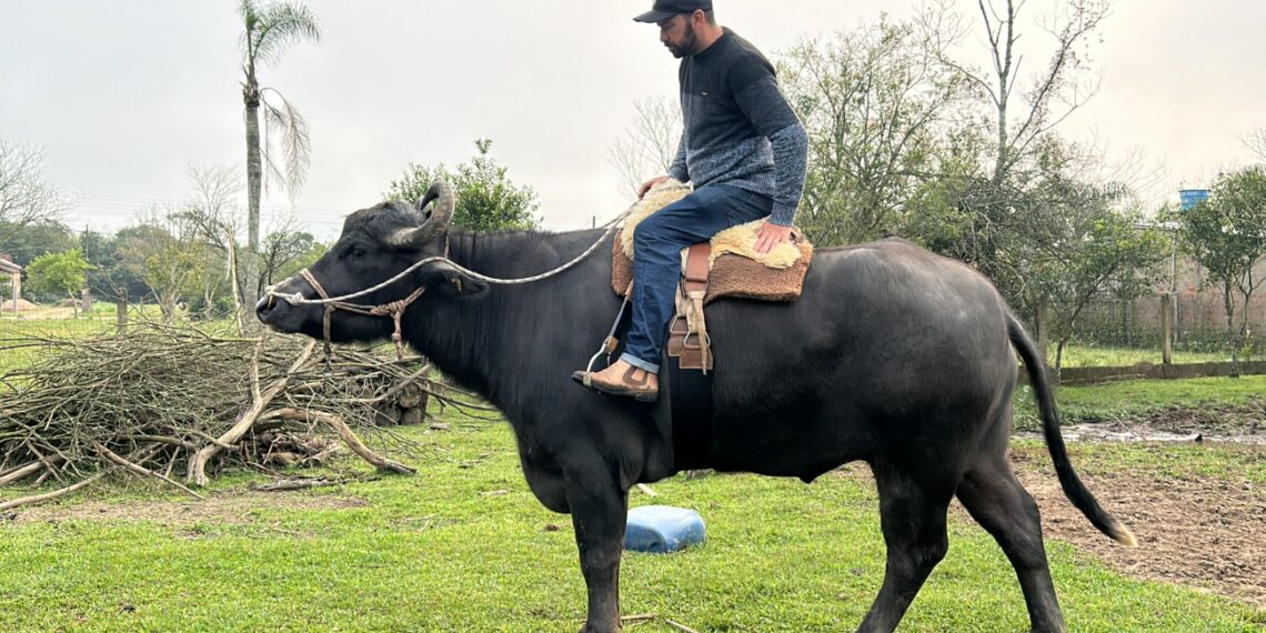 Búfalo Soberano: atração na Expointer, animal é destaque por toda sua docilidade