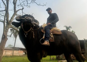 Búfalo Soberano: atração na Expointer, animal é destaque por toda sua docilidade