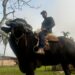 Búfalo Soberano: atração na Expointer, animal é destaque por toda sua docilidade