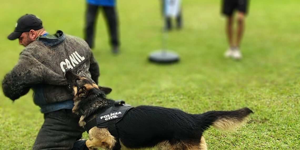 Cão Hades, do projeto K9, da Polícia Civil de Sapiranga, entre os melhores da América Latina