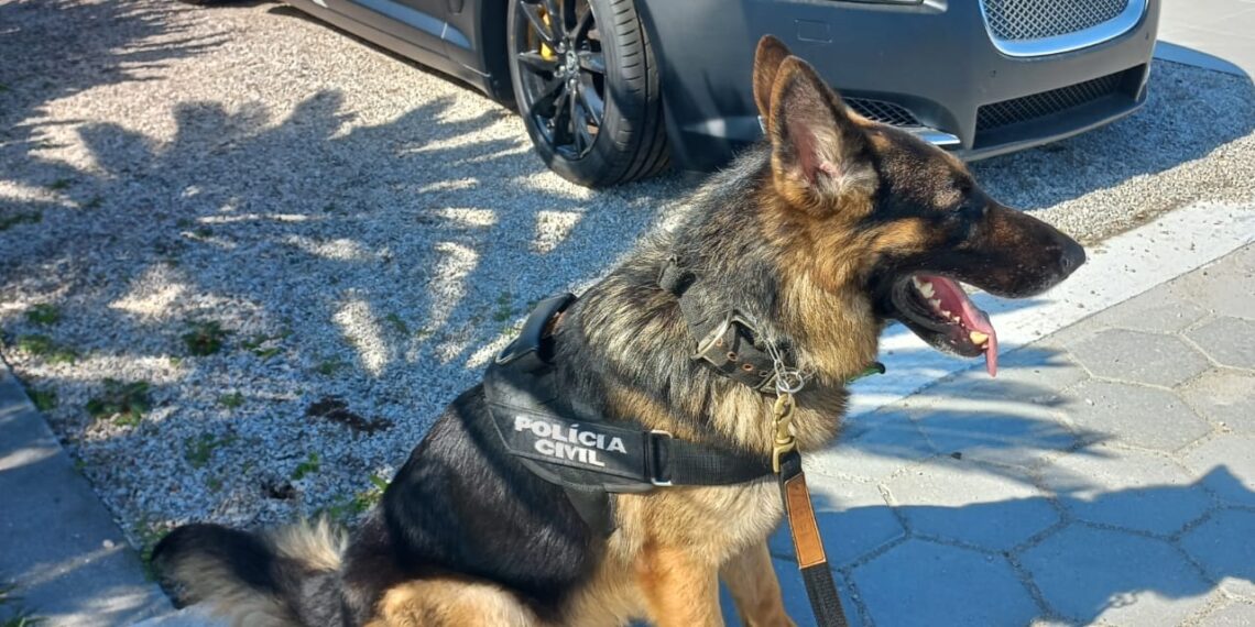 Cão Hades, do projeto K9, da Polícia Civil de Sapiranga, entre os melhores da América Latina