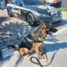 Cão Hades, do projeto K9, da Polícia Civil de Sapiranga, entre os melhores da América Latina