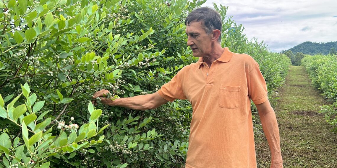 Produtor independente da zona rural de Sapiranga se destaca com o cultivo e comercialização de mirtilos