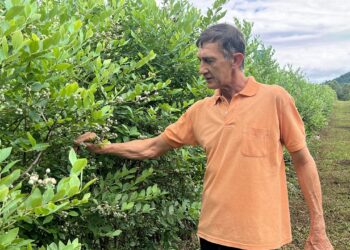 Produtor independente da zona rural de Sapiranga se destaca com o cultivo e comercialização de mirtilos