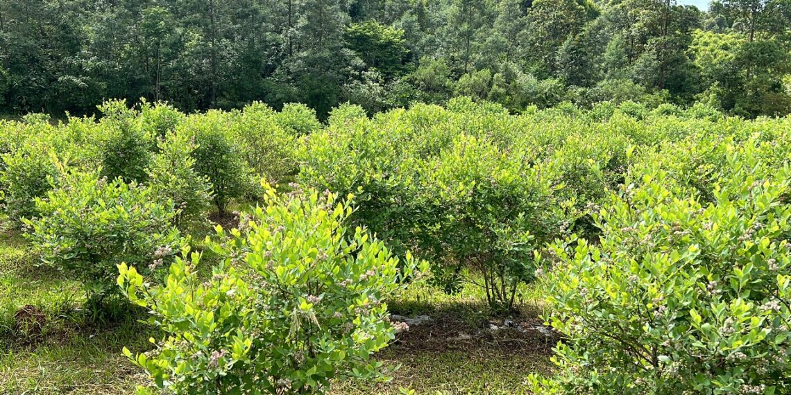 Produtor independente da zona rural de Sapiranga se destaca com o cultivo e comercialização de mirtilos