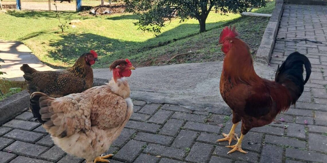 Campo Bom entre os dez melhores no Prêmio Meu Pátio é o Mundo