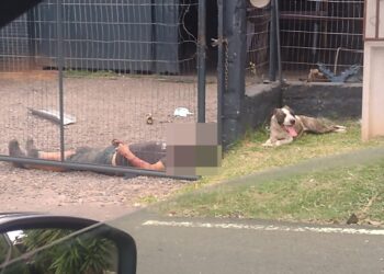 Idoso se recupera de graves lesões no rosto após ataque de cão, em Campo Bom