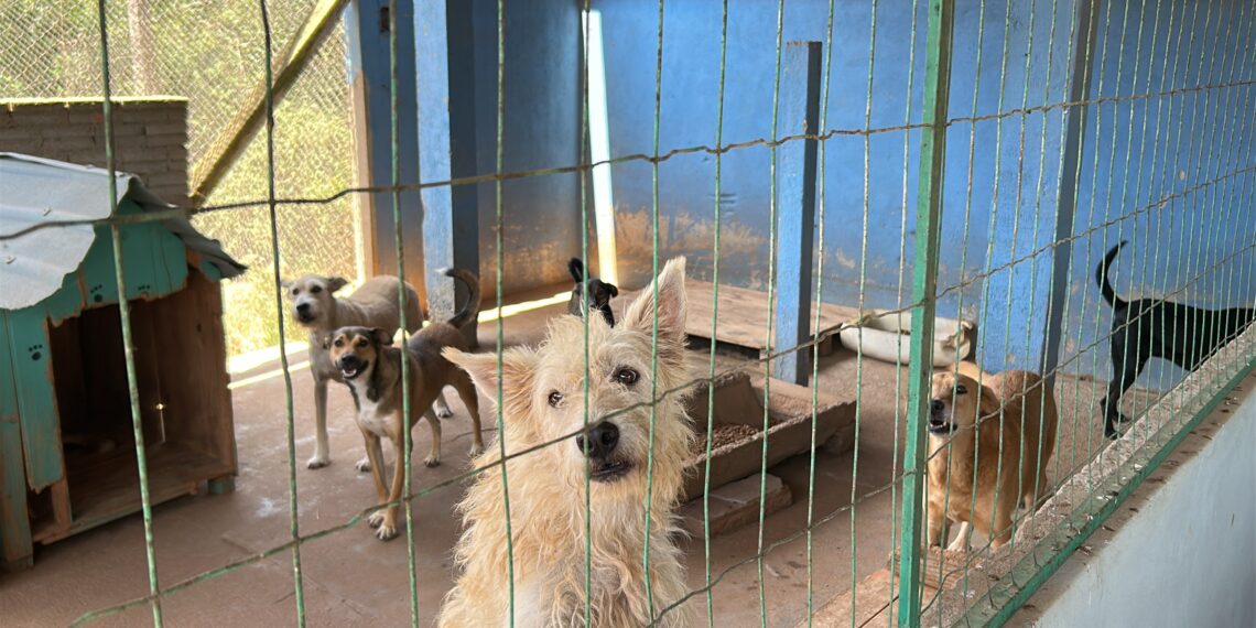 Sapiranga intensifica o combate ao abandono e maus-tratos de animais