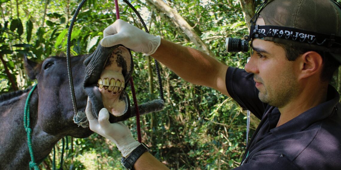 Cavalos abrigados no Cempra de Sapiranga recebem tratamento odontológico