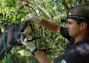 Cavalos abrigados no Cempra de Sapiranga recebem tratamento odontológico