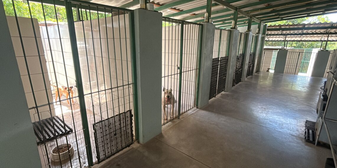 Sapiranga intensifica o combate ao abandono e maus-tratos de animais