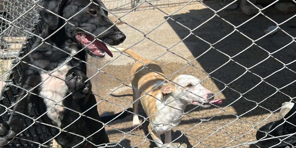 Sapiranga intensifica o combate ao abandono e maus-tratos de animais