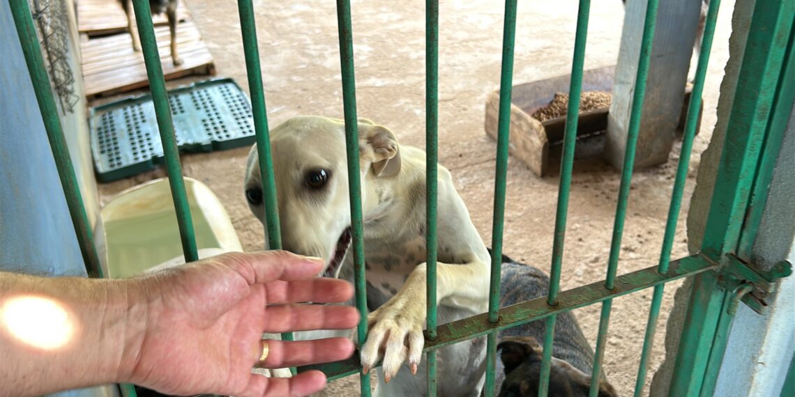 Sapiranga intensifica o combate ao abandono e maus-tratos de animais