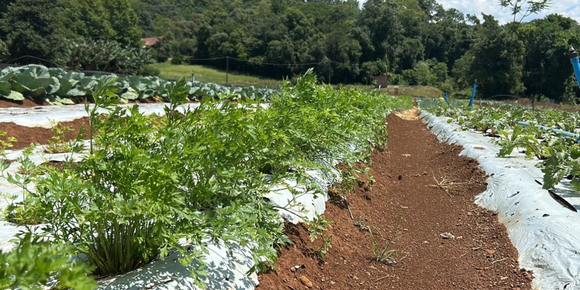 Campo Bom 66 anos: Parceria e resiliência no campo: a história de dois amigos que transformaram desafios em conquistas