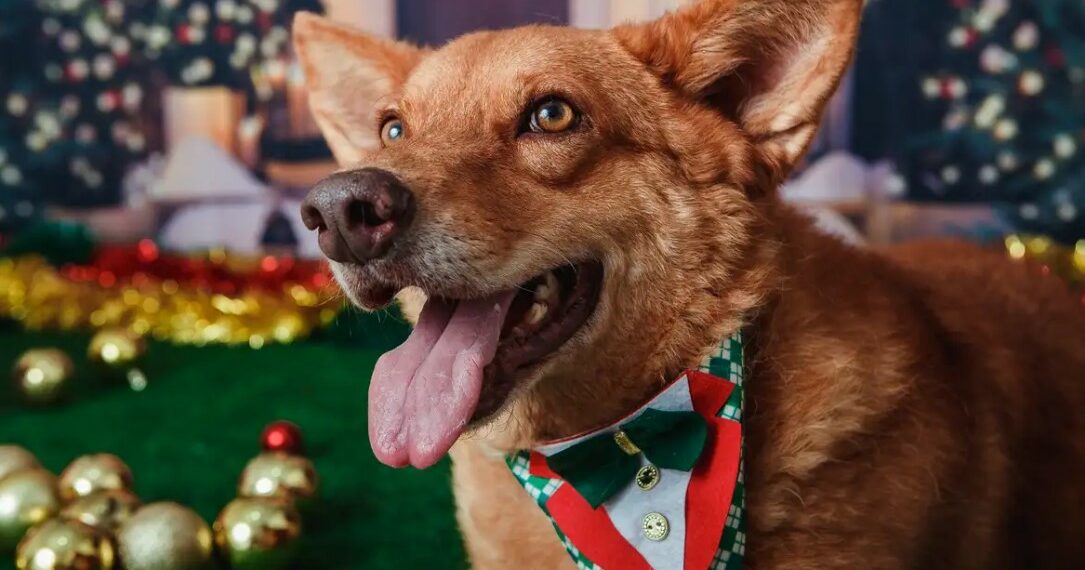 Animais domésticos terão direito a RG com cadastro nacional