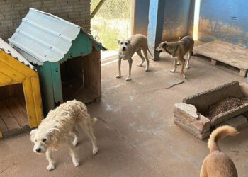 Sapiranga intensifica o combate ao abandono e maus-tratos de animais