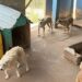 Sapiranga intensifica o combate ao abandono e maus-tratos de animais