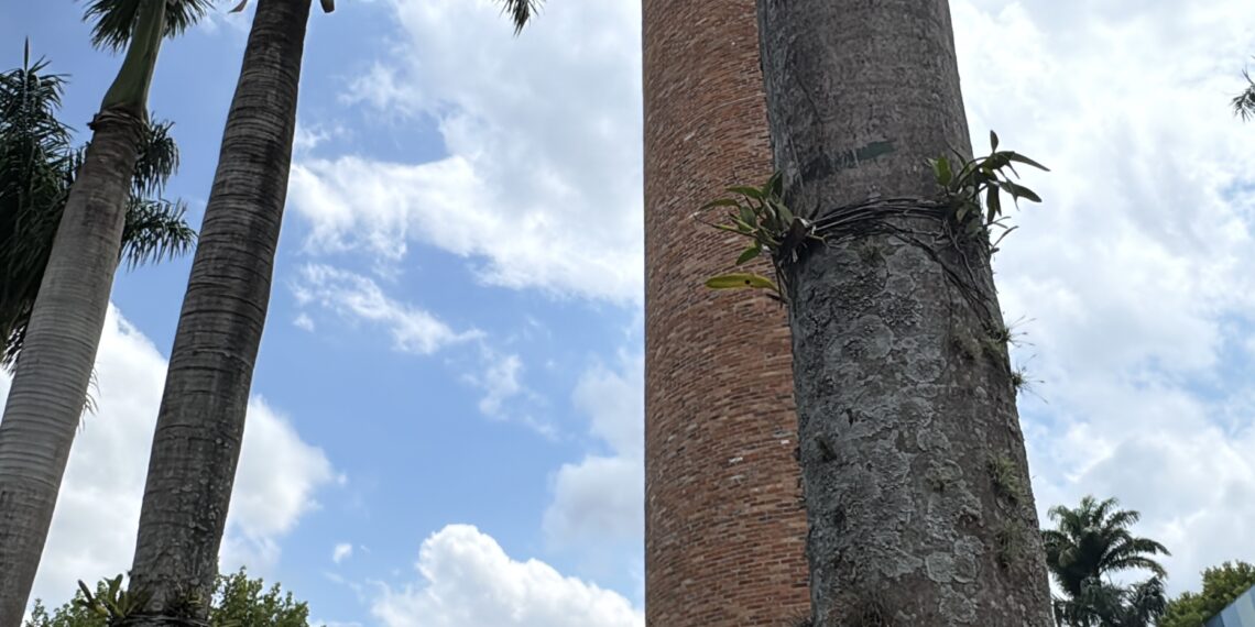Campo Bom 66 anos: Orquídea – Amor e Valor