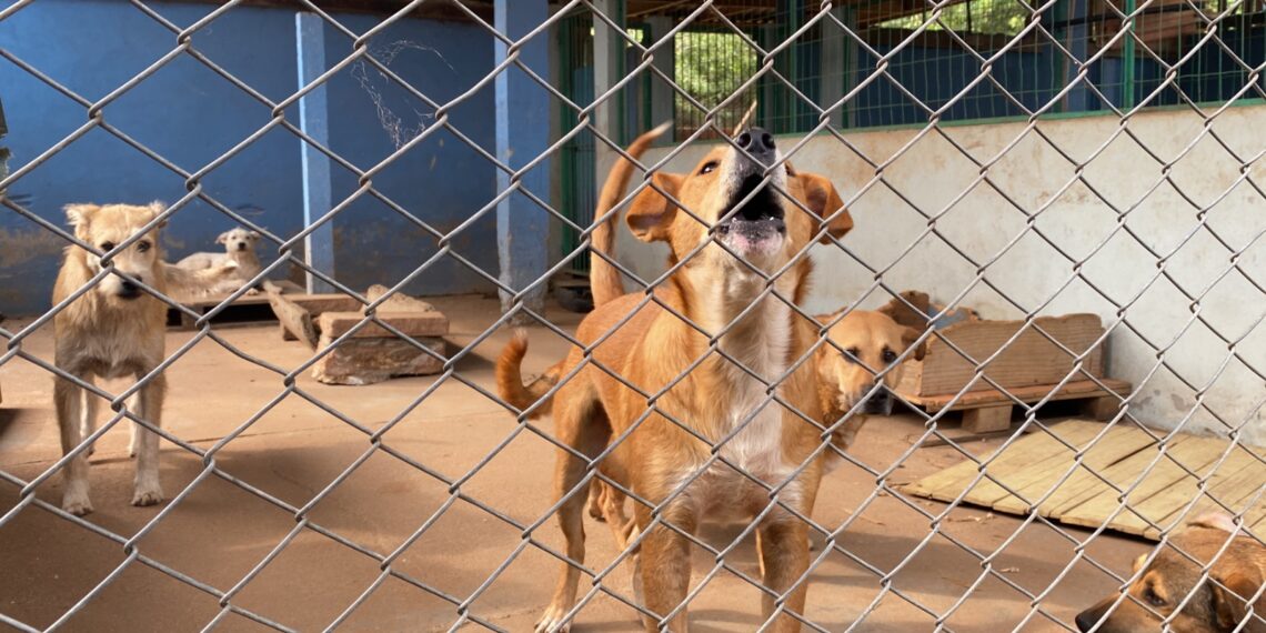 Lei Sansão: 4 anos do aumento da pena em maus-tratos a cães e gatos