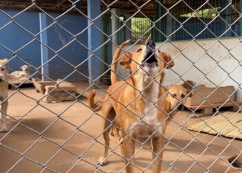 Lei Sansão: 4 anos do aumento da pena em maus-tratos a cães e gatos