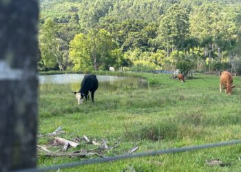 Sapiranga 70 Anos: Fazenda Leão e sua relevância para o desenvolvimento da cidade