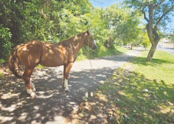 Projeto de Lei proíbe cavalos amarrados em locais públicos de Campo Bom