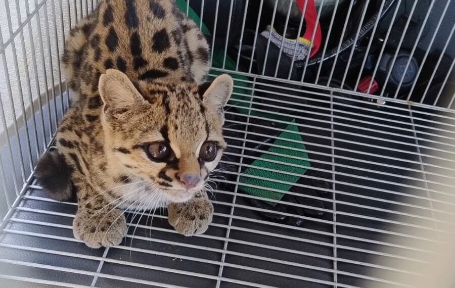 Bombeiros Voluntários de Araricá resgatam gato do mato