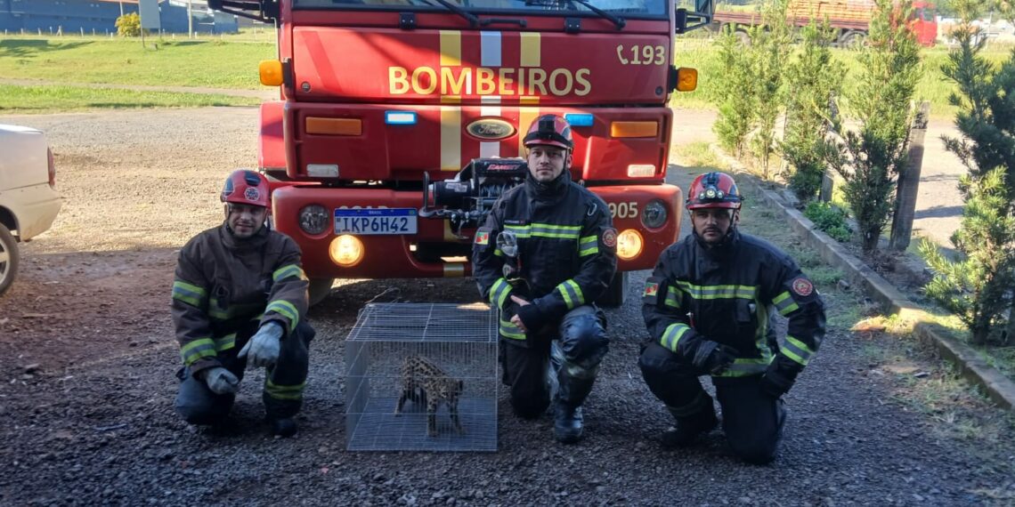 Bombeiros Voluntários de Araricá resgatam gato do mato