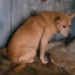 Cadela é resgatada após denúncia de abuso sexual em Campo Bom