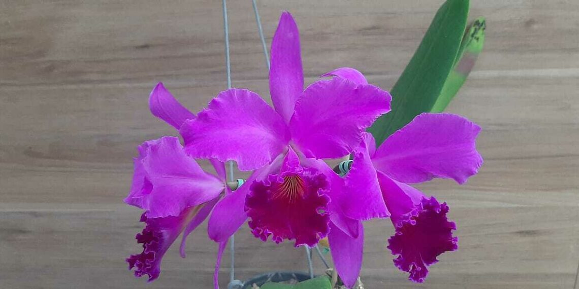 Exposição regional de orquídeas acontece neste sábado e domingo