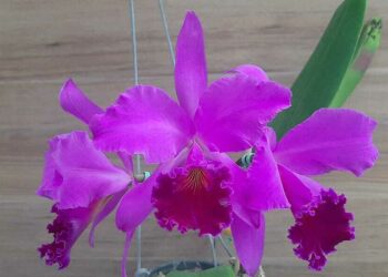 Exposição regional de orquídeas acontece neste sábado e domingo