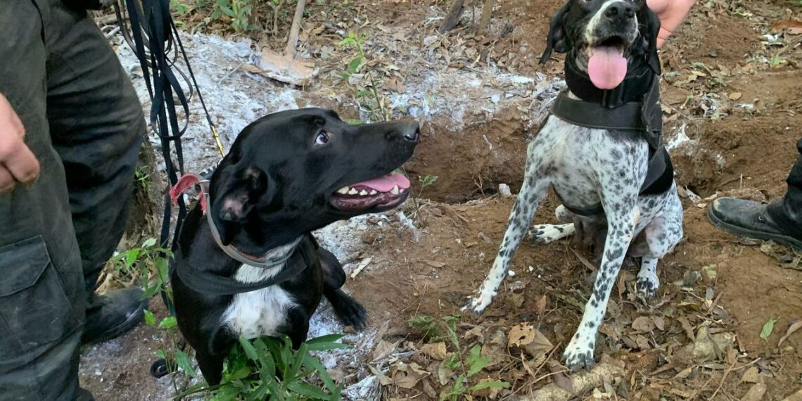 Cadáver encontrado pela Polícia Civil de Sapiranga é identificado e sepultado