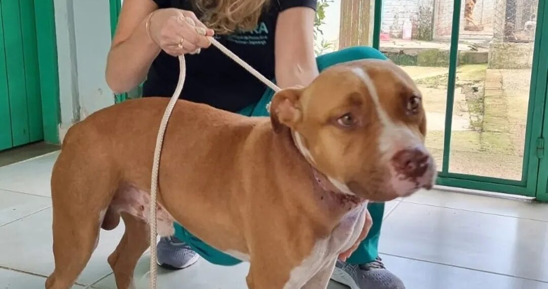Cachorro ferido é resgatado no Centro de Sapiranga