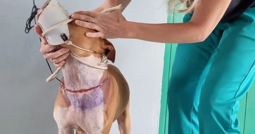 Cachorro ferido é resgatado no Centro de Sapiranga
