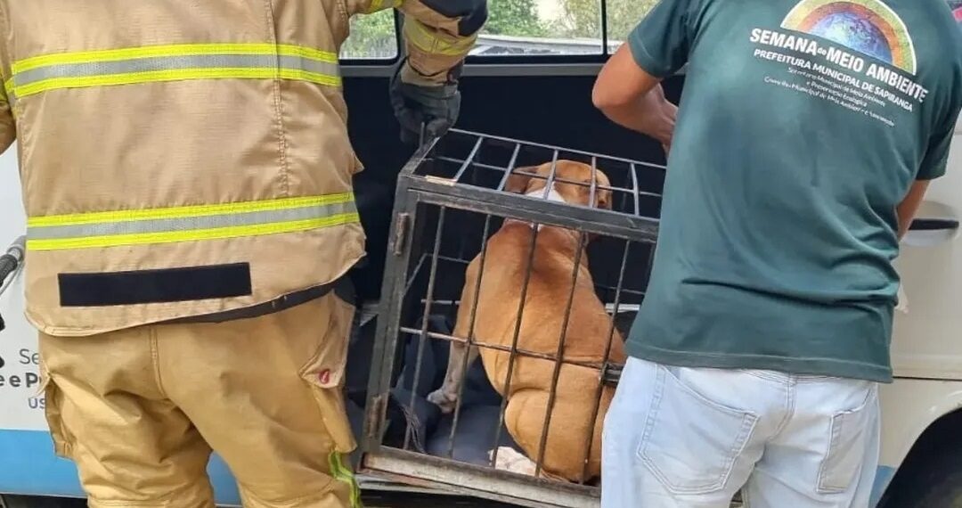 Cachorro ferido é resgatado no Centro de Sapiranga