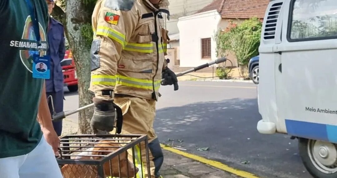 Cachorro ferido é resgatado no Centro de Sapiranga
